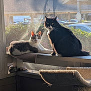 Kip is registered to the contest to win money with this photo: cat, cats, black_cat, gray_cat, porch, sunlight, window, screen, pets, animal, feline, resting, curious, daylight, outdoor, bench, relaxing, whiskers, ears, tail