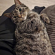 Meico is registered to the contest to win money with this photo: animal_face, cat, close_up, couch, cozy, cute, domestic_animal, feline, floor, fur, home, indoor, looking_at_camera, person_lap, pet, relaxed, resting, striped_fur, tabby_cat, whiskers