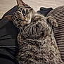 animal_face, cat, close_up, couch, cozy, cute, domestic_animal, feline, floor, fur, home, indoor, looking_at_camera, person_lap, pet, relaxed, resting, striped_fur, tabby_cat, whiskers
