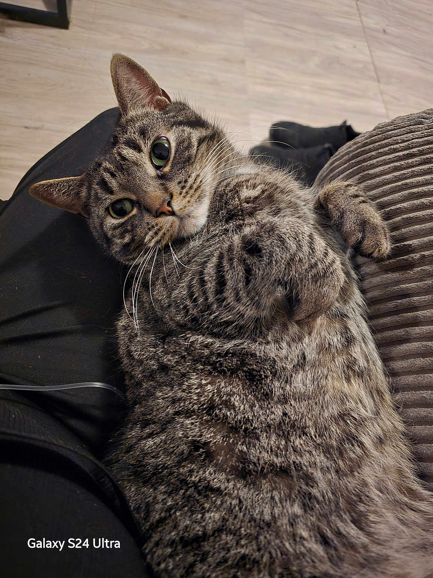 Meico is registered to the contest to win money with this photo: animal_face, cat, close_up, couch, cozy, cute, domestic_animal, feline, floor, fur, home, indoor, looking_at_camera, person_lap, pet, relaxed, resting, striped_fur, tabby_cat, whiskers