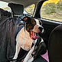 Dan participe au concours pour gagner de l'argent avec cette photo : animal, backseat, black_and_white, canine, car_interior, collar, cute, daylight, dog, leash, pet, resting, road_trip, seat_cover, sitting, sunlight, tongue_out, travel, window, yawning