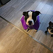 Dan a rejoint le concours — aidez-le/la à gagner de superbes lots ! animal, black_and_white, canine, companion, curious, cute, dog, domestic, ears, flooring, house, indoor, looking_up, pet, playful, purple_jacket, small_dog, snout, two_dogs, wooden_floor