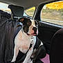Dan participe au concours pour gagner de l'argent avec cette photo : animal, backseat, black_and_white, calm, car, collar, daylight, dog, domestic_animal, interior, leash, nature, pet, portrait, resting, road, seat, sunlight, travel, window