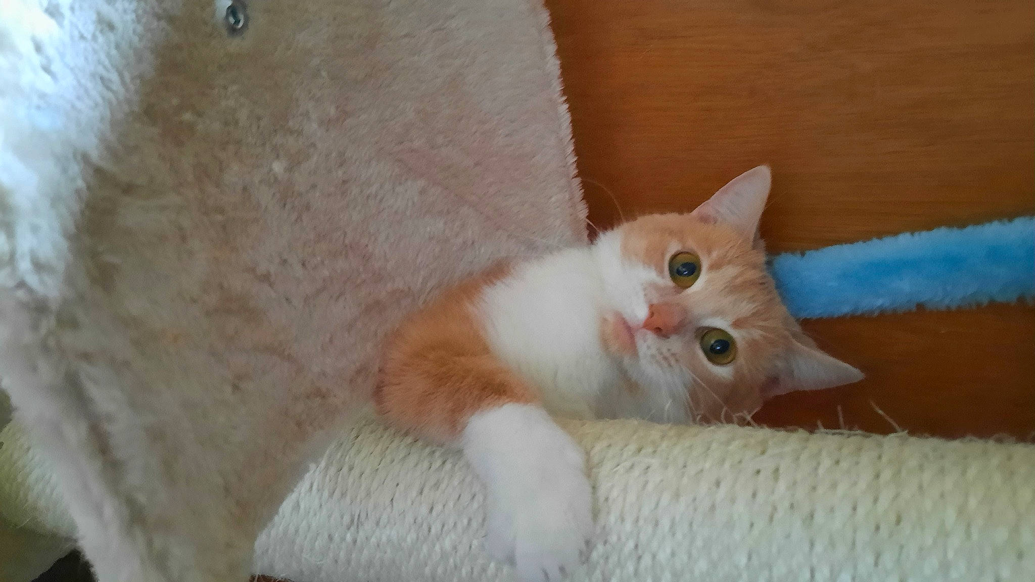 Praline a rejoint le concours — aidez-le/la à gagner de superbes lots ! carnivore, cat, claw, domestic_short_haired_cat, eye, fawn, felidae, fur, hardwood, paw, small_to_medium_sized_cats, snout, tail, terrestrial_animal, whiskers, wood