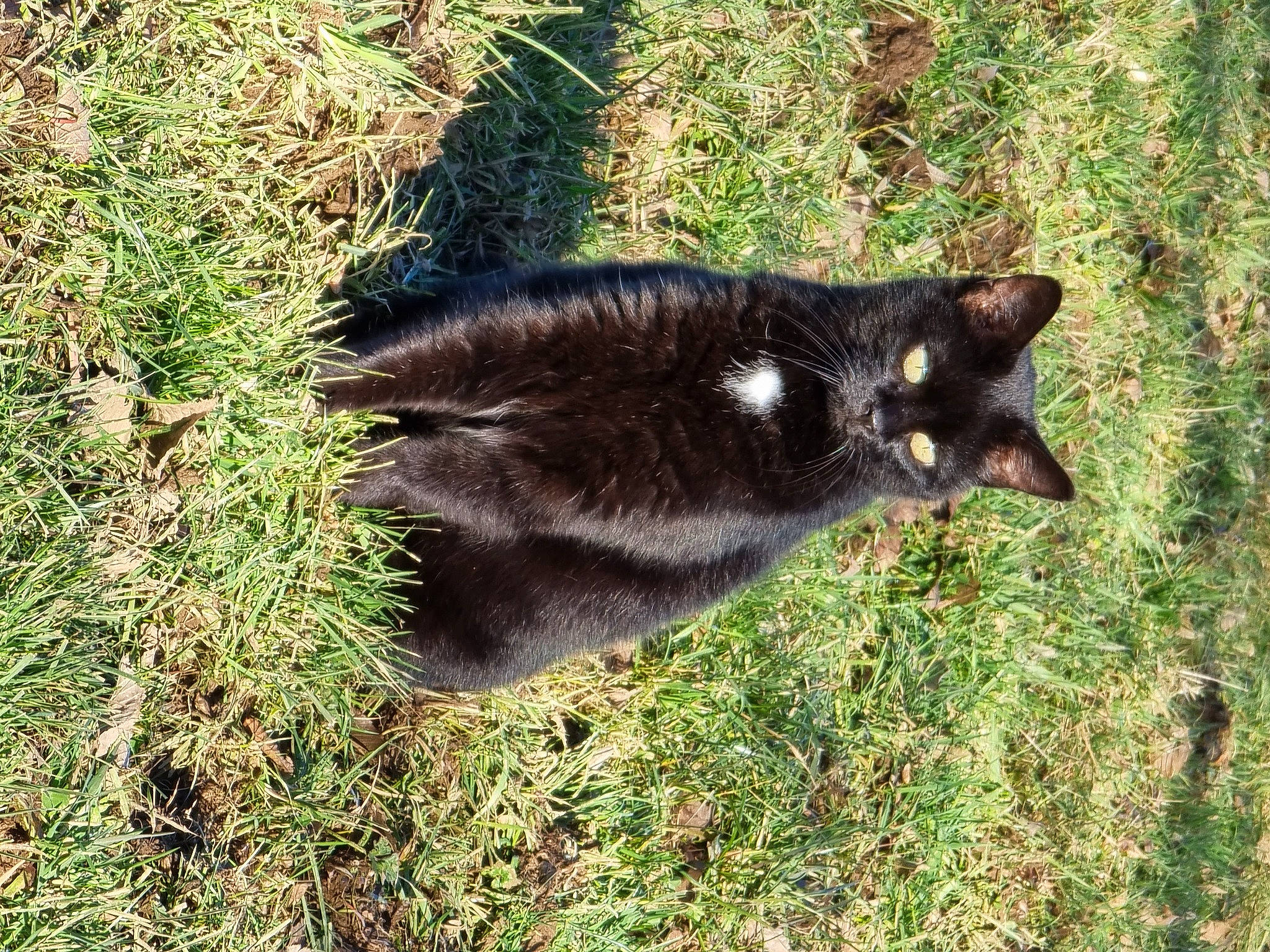 Capucine participe au concours pour gagner de l'argent avec cette photo : black_cat, bombay, canidae, carnivore, cat, dog_breed, domestic_short_haired_cat, felidae, fur, grass, groundcover, plant, small_to_medium_sized_cats, snout, soil, tail, terrestrial_animal, whiskers