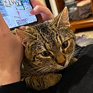 Artémis participe au concours pour gagner de l'argent avec cette photo : black_sweatshirt, cat, close_up, clothing, cozy, door, ears, eyes, furniture, gaming, home_interior, indoor, lap, person_hand, pet, relaxed, shelf, smartphone, tabby_cat, whiskers