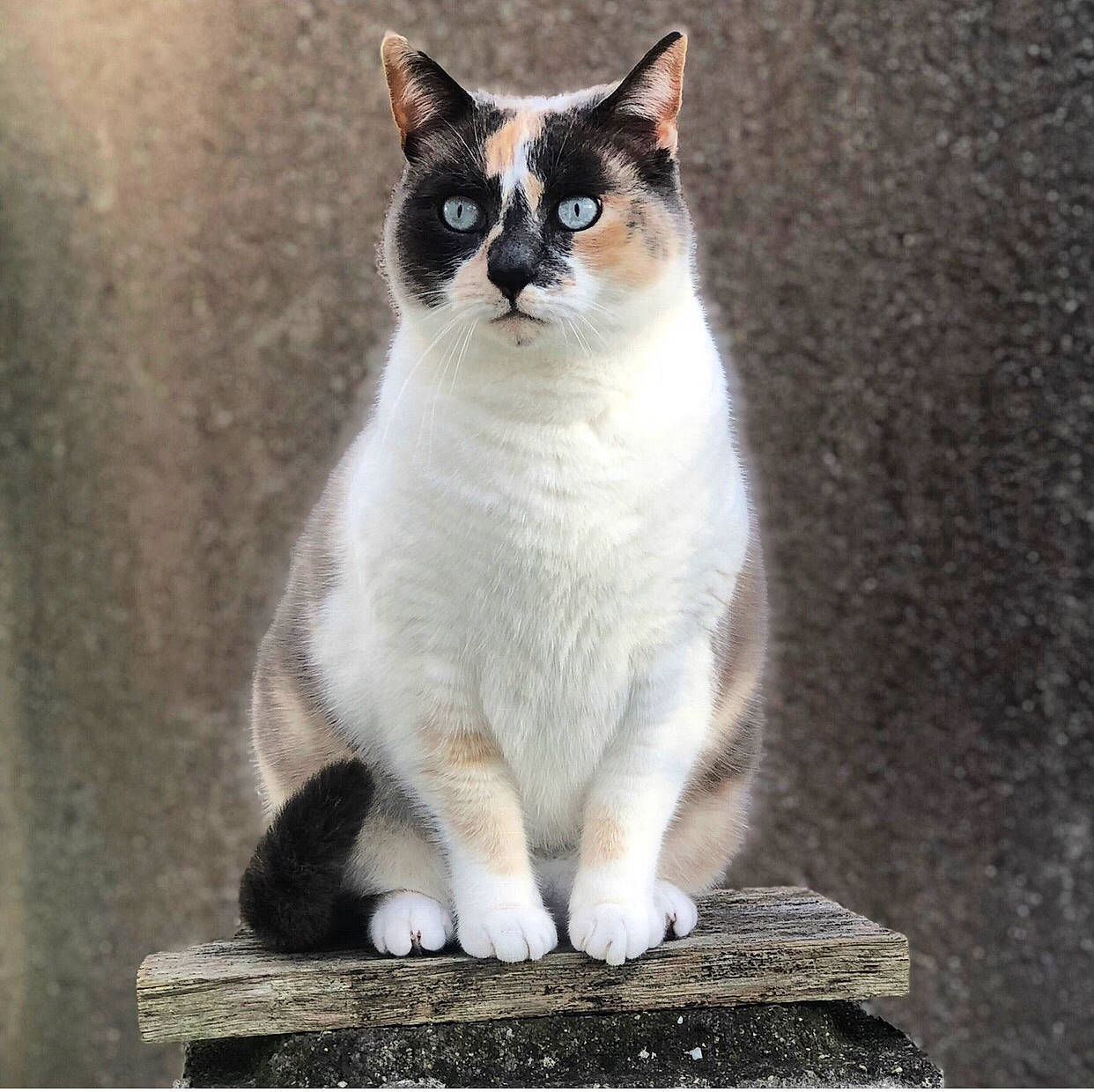 Lulu a rejoint le concours — aidez-le/la à gagner de superbes lots ! carnivore, cat, domestic_short_haired_cat, felidae, fur, grey, paw, rectangle, sitting, small_to_medium_sized_cats, snout, tail, terrestrial_animal, whiskers, window