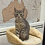 Malo a rejoint le concours — aidez-le/la à gagner de superbes lots ! animal, australia_map, cat, cat_tree, cozy, curious, domestic_cat, ears, feline, gray_tabby, indoor, kitten, map_background, paw_raised, perched, pet, playful, soft_texture, whiskers, young_cat
