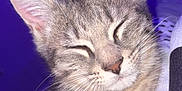Malo a rejoint le concours — aidez-le/la à gagner de superbes lots ! animal, cat, closeup, content, cozy, cute, ears, feline, fur, indoor, kitten, pet, portrait, purple_background, relaxed, sleeping, soft, tabby, whiskers, young