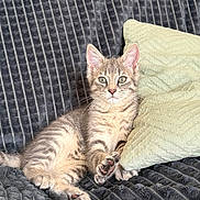 Malo participe au concours pour gagner de l'argent avec cette photo : blanket, cat, closeup, cozy, cute, feline, gray, indoor, kitten, paw, pet, pillow, playful, relaxed, resting, soft, striped, tabby, whiskers, young