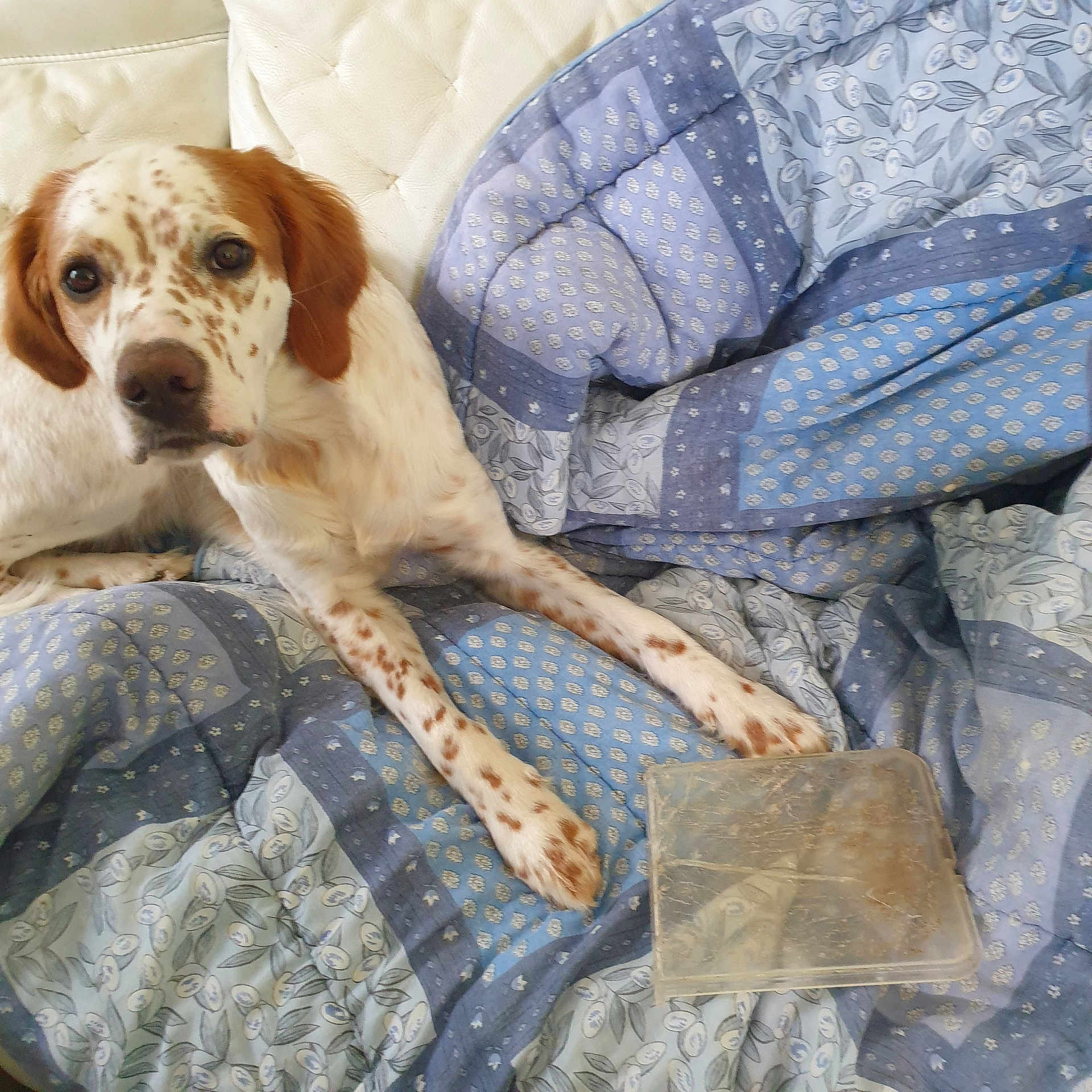 Loki participe au concours pour gagner de l'argent avec cette photo : animal, beagle, bed, bedroom, blanket, canine, couch, cushion, dog, furniture, homedecor, hound, indoors, linen, person, pet, pointer, puppy, quilt, room