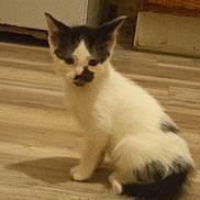 Oreo joined the competition — help win amazing prizes! kitten, cat, indoor, floor, wooden_floor, black_and_white, pet, animal, young, curious, ears, feline, domestic, small, sitting, cute, furry, whiskers, face, tail