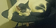 Oreo is registered to the contest to win money with this photo: cat, sleeping, chair, black_and_white, indoor, pet, feline, resting, quiet, domestic, cozy, fur, animal, home, comfort, relaxation, seat, wood_floor, quiet_moment, peaceful