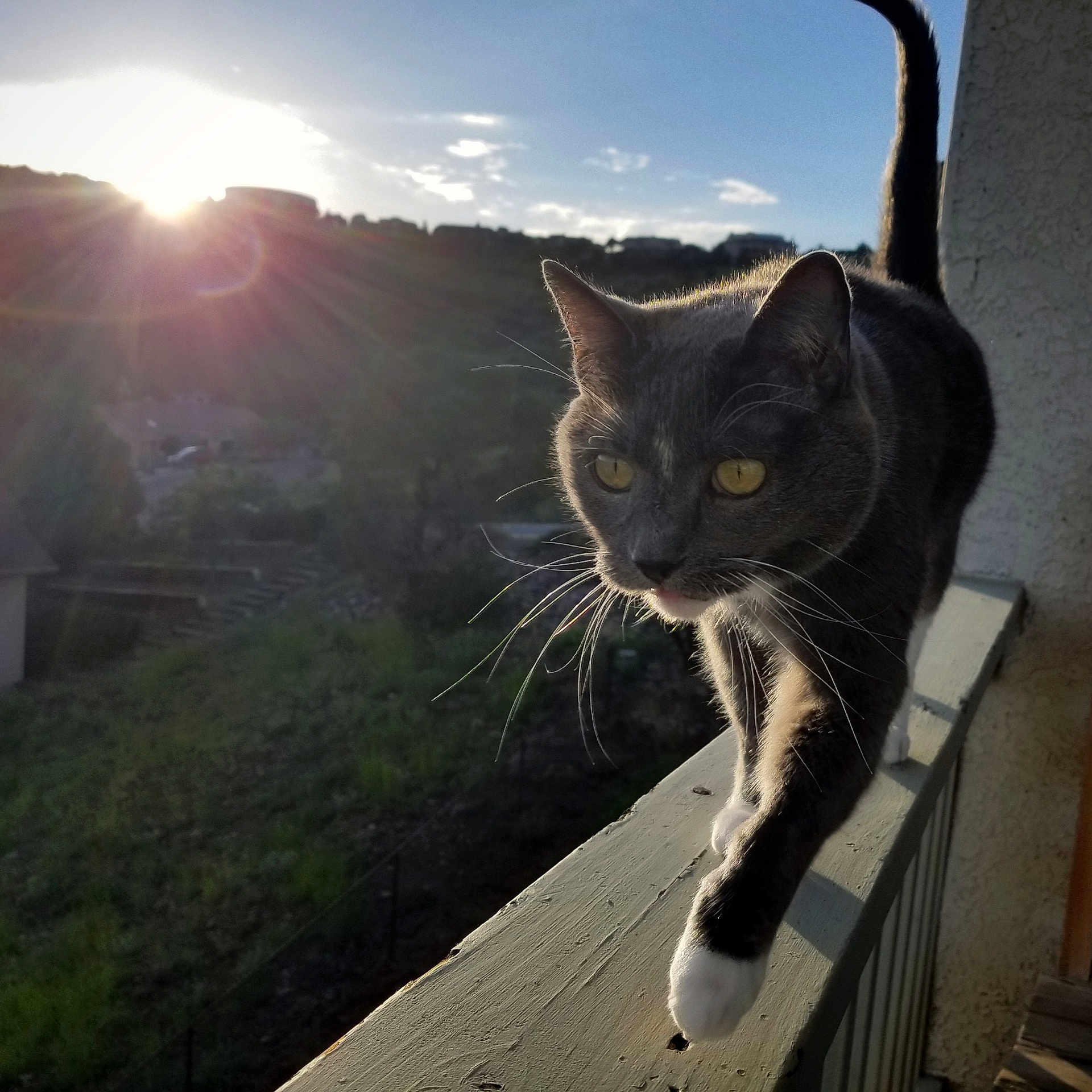 Emme joined the competition — help win amazing prizes! black_cat, carnivore, cat, cloud, domestic_short_haired_cat, european_shorthair, eye, felidae, fur, house, morning, mountain, sand, sky, small_to_medium_sized_cats, sunlight, tail, tree, whiskers, wood