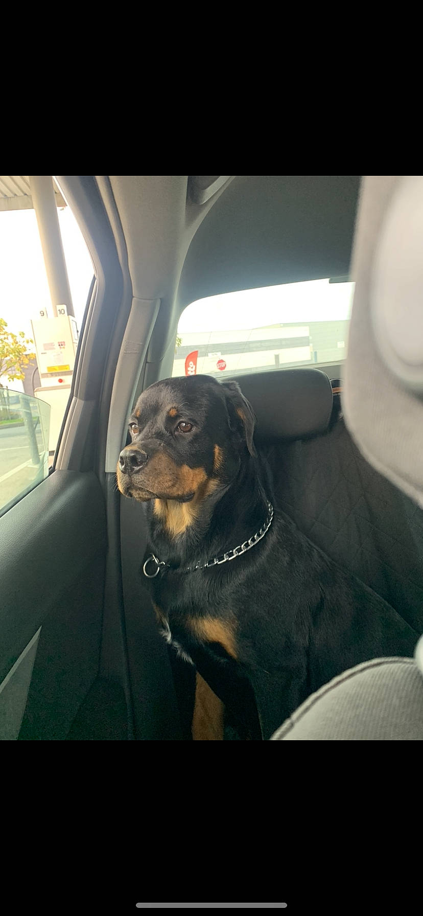 Taÿdra a rejoint le concours — aidez-le/la à gagner de superbes lots ! automotive_design, automotive_exterior, automotive_lighting, automotive_mirror, car, car_seat, car_seat_cover, carnivore, collar, companion_dog, dog, dog_breed, fawn, head_restraint, motor_vehicle, sunglasses, tints_and_shades, vehicle, vehicle_door, window