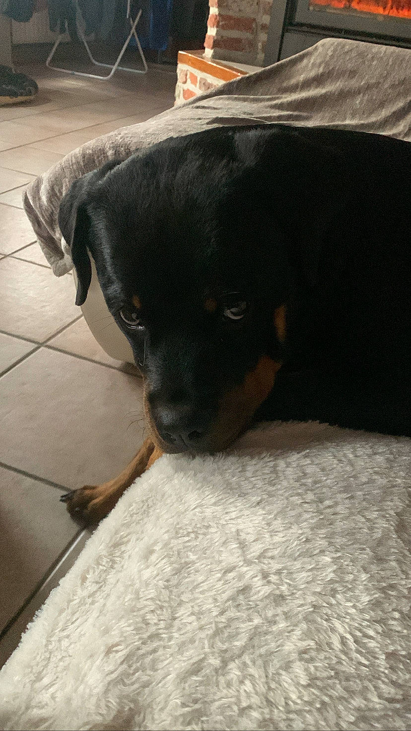 Taÿdra participe au concours pour gagner de l'argent avec cette photo : canidae, carnivore, comfort, companion_dog, dog, dog_breed, flooring, fur, guard_dog, paw, puppy, rottweiler, snout, sporting_group, terrestrial_animal, tints_and_shades, whiskers, working_animal, working_dog