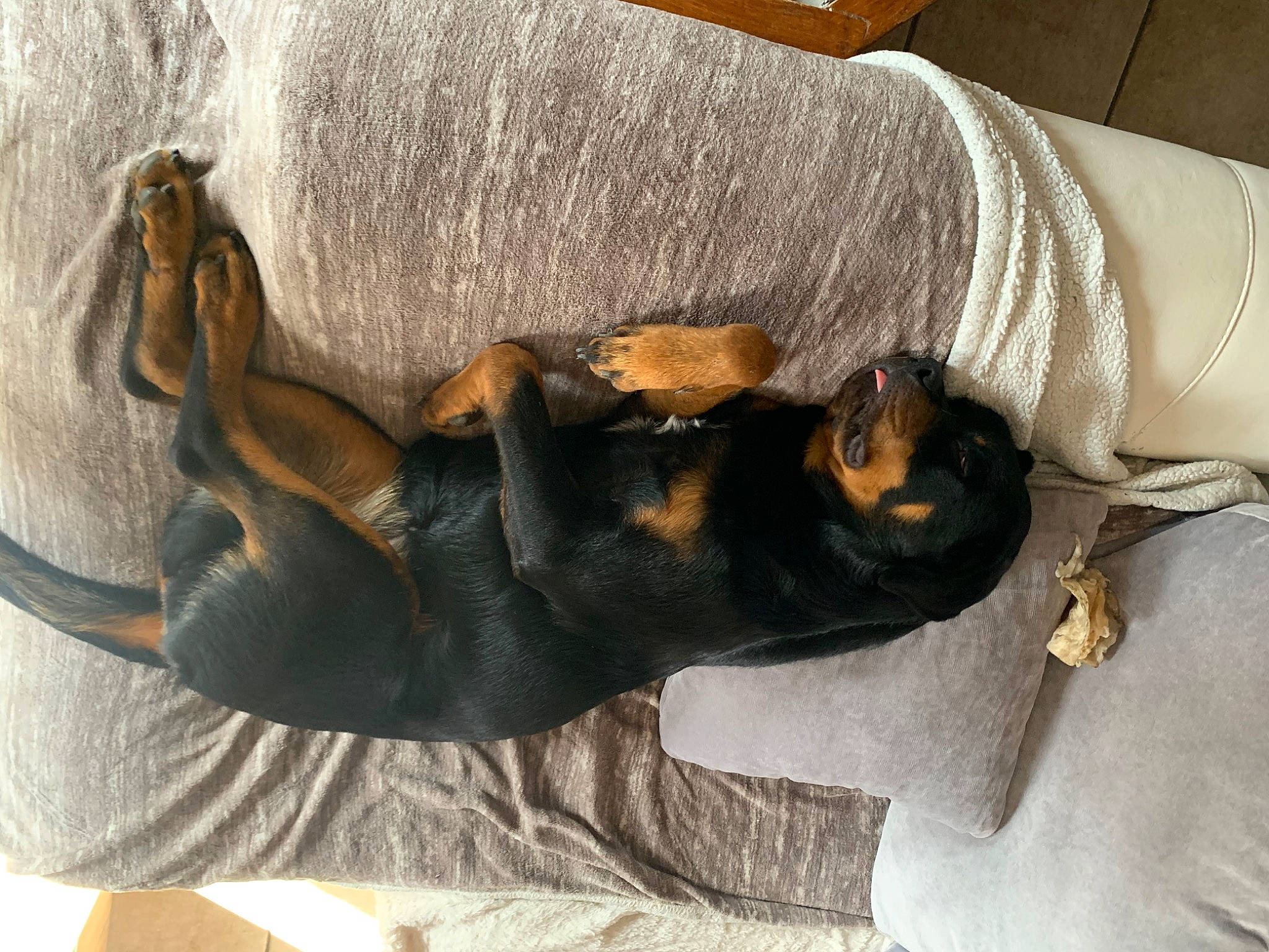 Taÿdra participe au concours pour gagner de l'argent avec cette photo : canidae, carnivore, claw, comfort, companion_dog, dog, dog_breed, fawn, fur, grey, guard_dog, human_leg, mammal, paw, pinscher, sporting_group, tail, toy_dog, vertebrate, working_animal