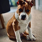 Youko a rejoint le concours — aidez-le/la à gagner de superbes lots ! puppy, dog, brown, white, indoor, carpet, pet, canine, ears, sitting, young, cute, animal, portrait, fur, front_paws, looking, expression, domestic, companion