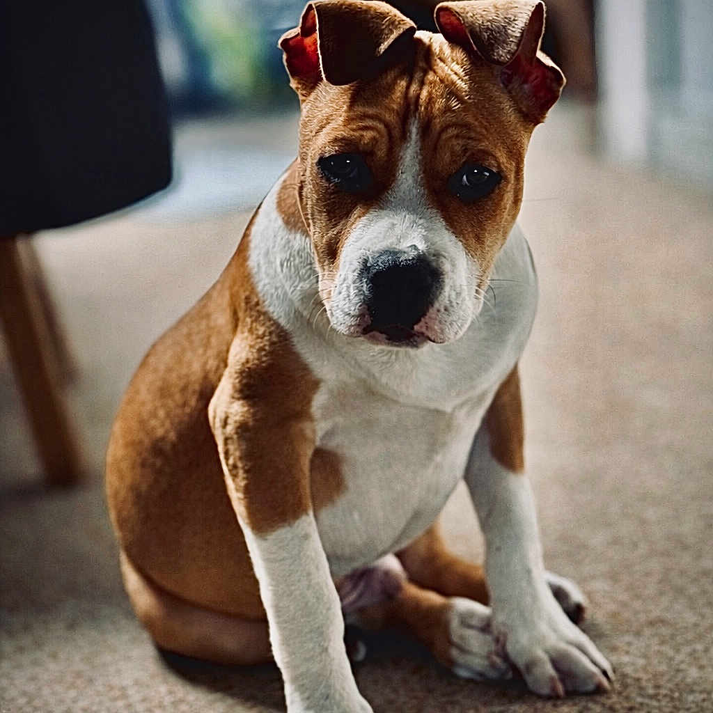 Youko a rejoint le concours — aidez-le/la à gagner de superbes lots ! animal, brown, canine, carpet, companion, cute, dog, domestic, ears, expression, front_paws, fur, indoor, looking, pet, portrait, puppy, sitting, white, young