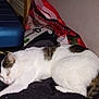 cat, sleeping, white_cat, tabby, blanket, suitcase, indoor, resting, fur, domestic_cat, cozy, nap, feline, soft, relaxing, household, pet, quiet, comfort, animal