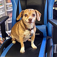 Gidget is registered to the contest to win money with this photo: dog, puppy, pet, animal, sitting, gaming_chair, blue_chair, black_chair, collar, dog_tags, brown_fur, white_paws, floppy_ears, large_eyes, smiling, indoors, home, furniture, portrait, photography