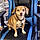 Gidget