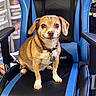 dog, puppy, pet, animal, sitting, gaming_chair, blue_chair, black_chair, collar, dog_tags, brown_fur, white_paws, floppy_ears, large_eyes, smiling, indoors, home, furniture, portrait, photography