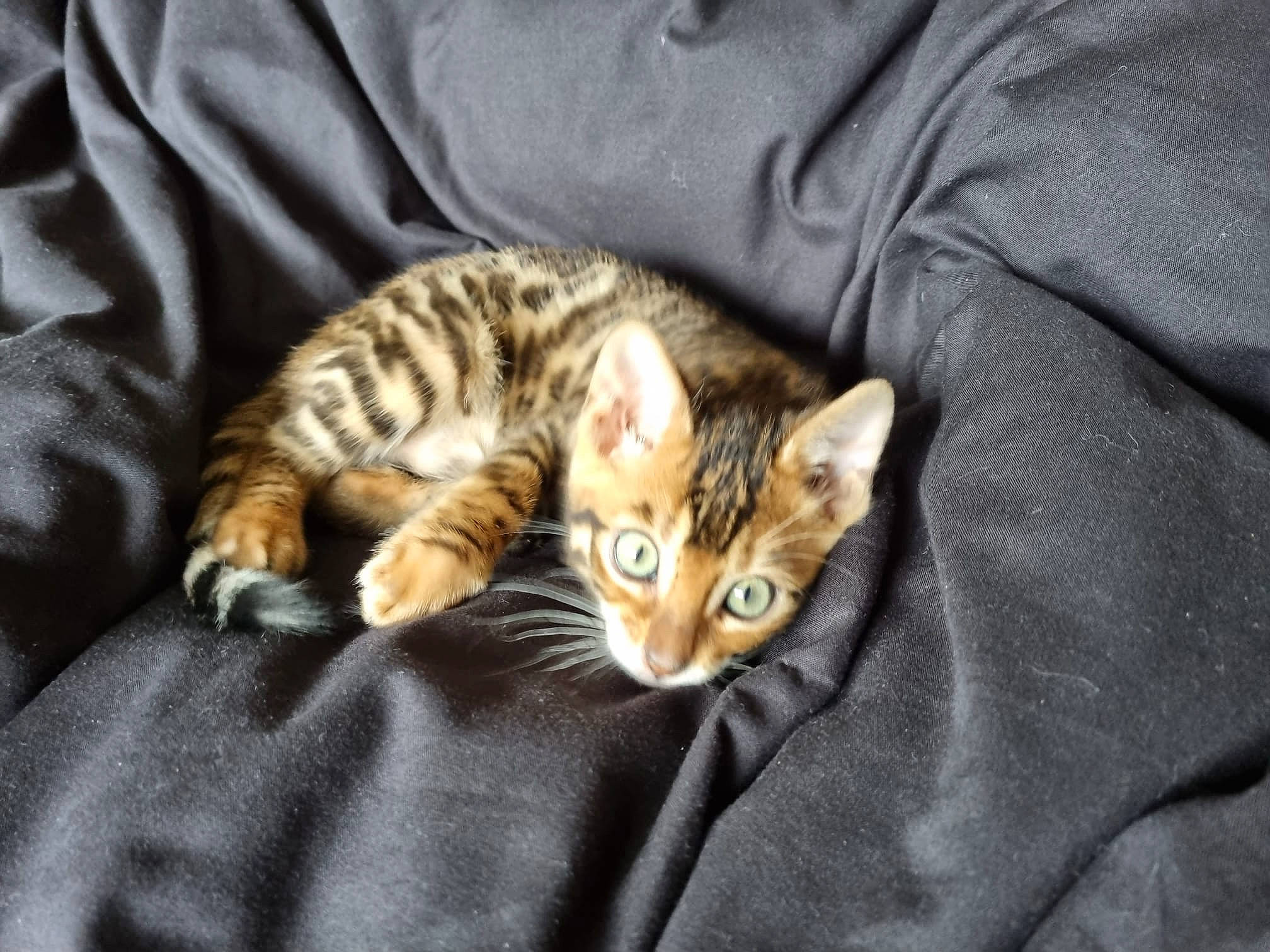 Creed is registered to the contest to win money with this photo: brown, carnivore, cat, claw, comfort, domestic_short_haired_cat, fawn, felidae, fur, linens, nap, paw, sitting, small_to_medium_sized_cats, snout, tail, whiskers, wood