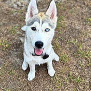 Bella is registered to the contest to win money with this photo: dog, puppy, husky, heterochromia, blue_eye, brown_eye, sitting, outdoor, grass, happy, pet, canine, young, animal, collar, tongue_out, fur, ears_up, looking_up, nature