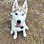 dog, puppy, husky, heterochromia, blue_eye, brown_eye, sitting, outdoor, grass, happy, pet, canine, young, animal, collar, tongue_out, fur, ears_up, looking_up, nature