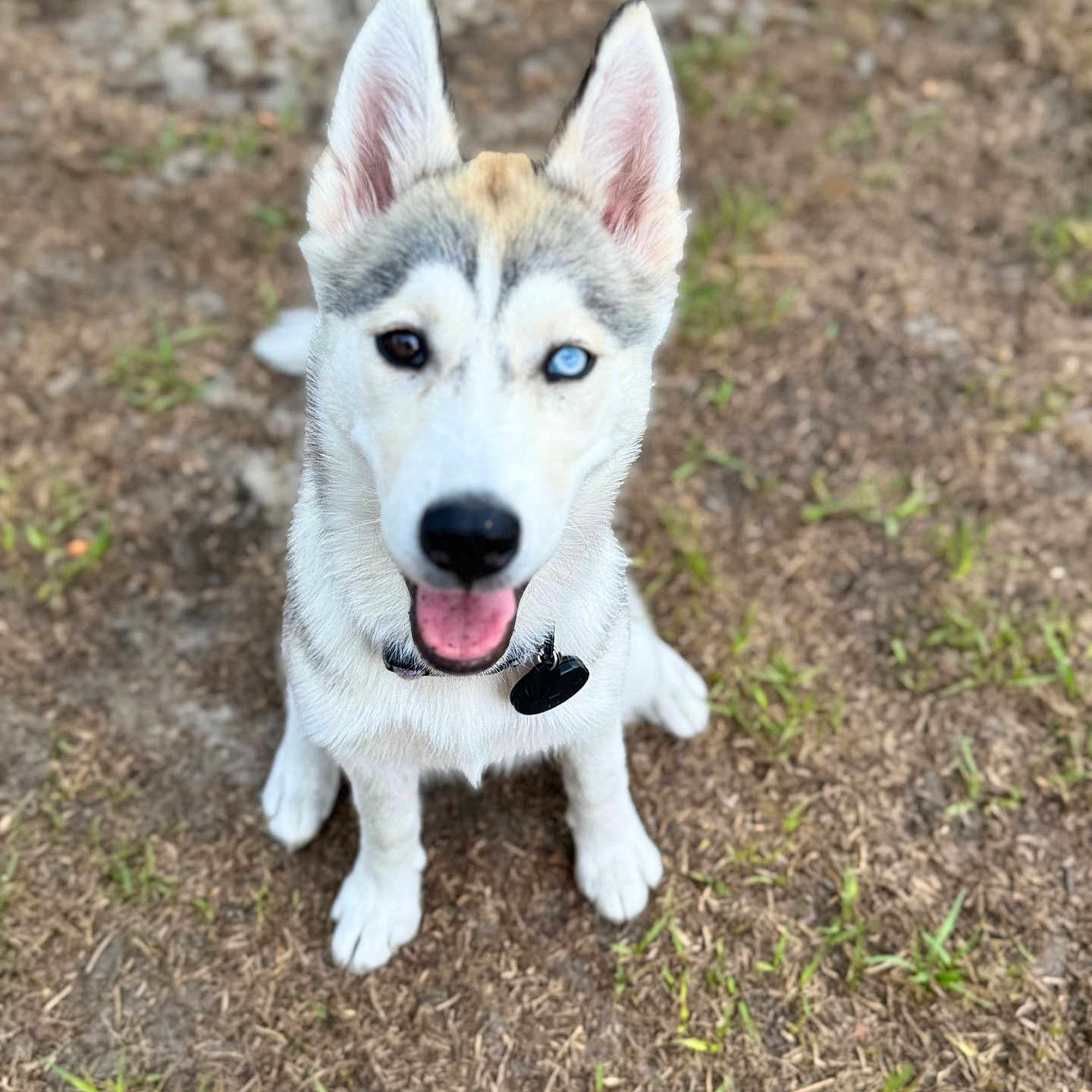 Bella is registered to the contest to win money with this photo: animal, blue_eye, brown_eye, canine, collar, dog, ears_up, fur, grass, happy, heterochromia, husky, looking_up, nature, outdoor, pet, puppy, sitting, tongue_out, young