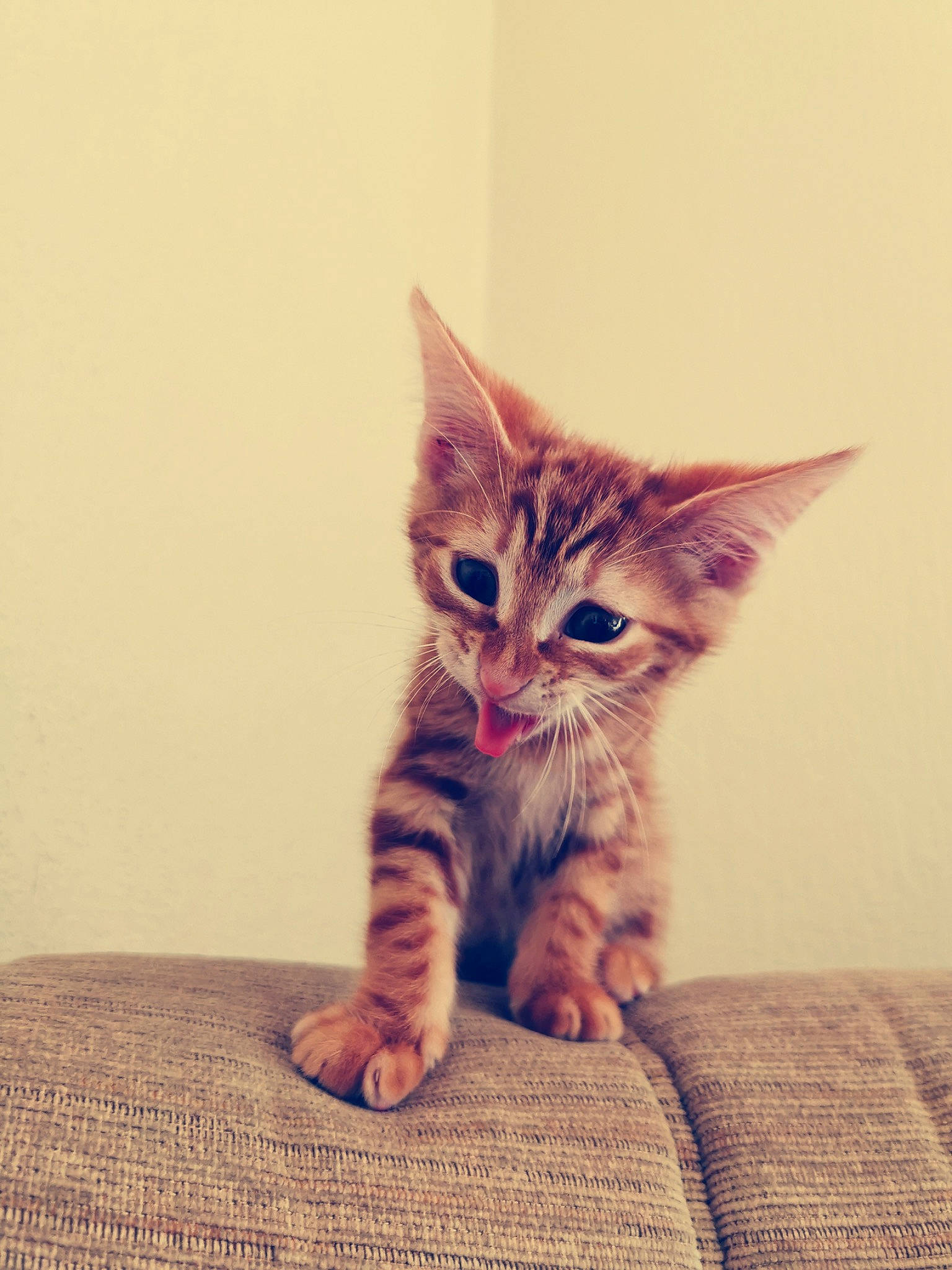 Mew a rejoint le concours — aidez-le/la à gagner de superbes lots ! carnivore, cat, claw, comfort, domestic_short_haired_cat, eye, fawn, felidae, flooring, foot, fur, hardwood, human_leg, paw, sitting, small_to_medium_sized_cats, snout, tail, whiskers, wood