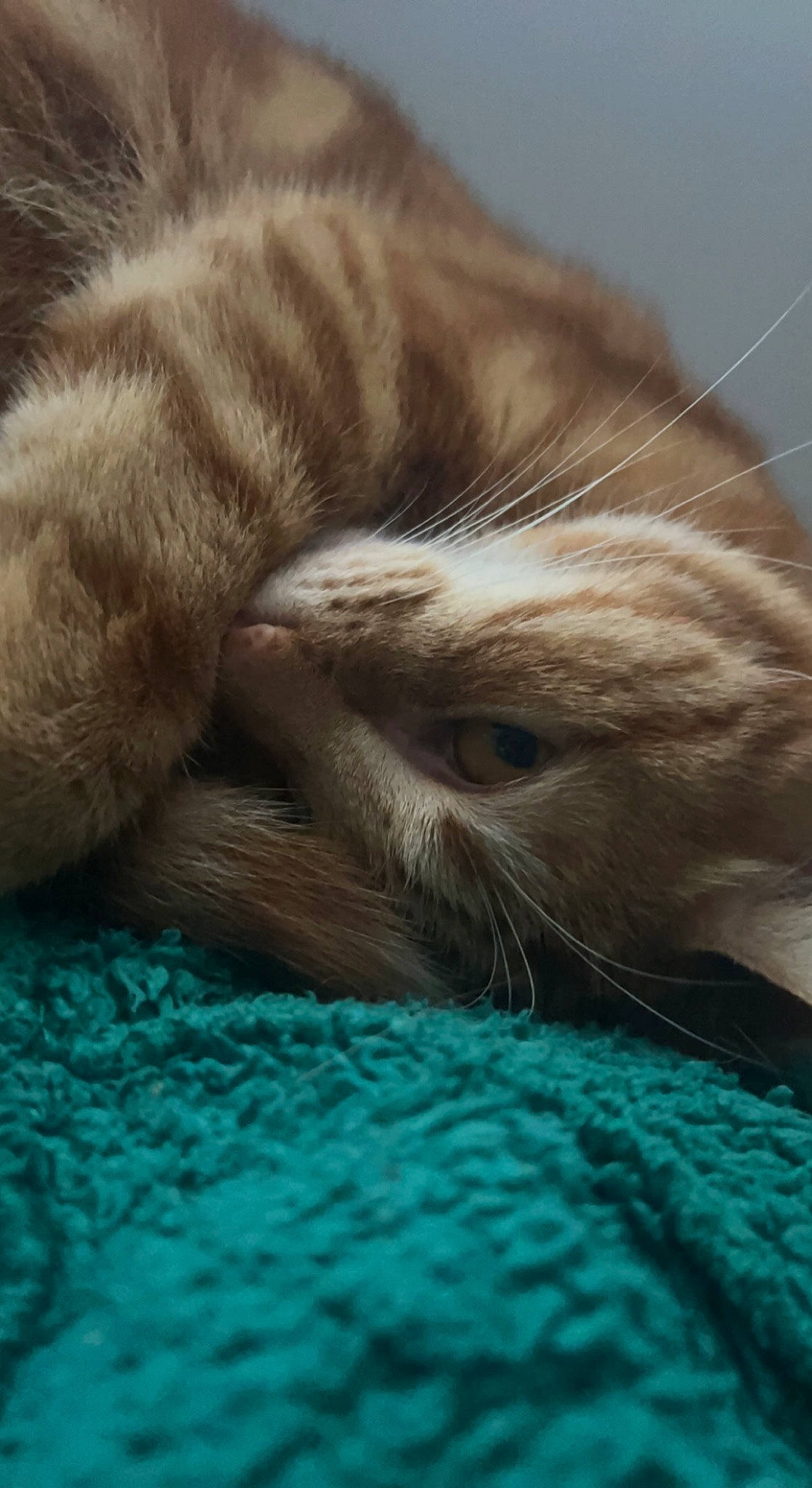 Mew a rejoint le concours — aidez-le/la à gagner de superbes lots ! carnivore, cat, claw, close_up, comfort, domestic_short_haired_cat, electric_blue, fawn, felidae, fur, grass, nap, paw, sleep, small_to_medium_sized_cats, snout, tail, whiskers