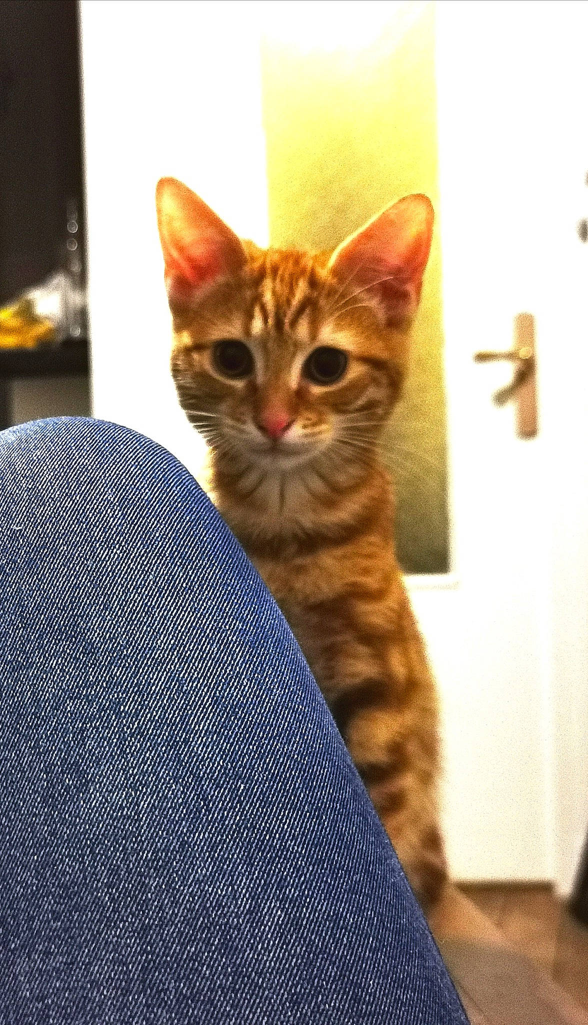 Mew participe au concours pour gagner de l'argent avec cette photo : carnivore, cat, comfort, cross, domestic_short_haired_cat, door, electric_blue, fawn, felidae, foot, fur, pattern, sitting, small_to_medium_sized_cats, snout, symbol, tail, terrestrial_animal, whiskers, wildlife