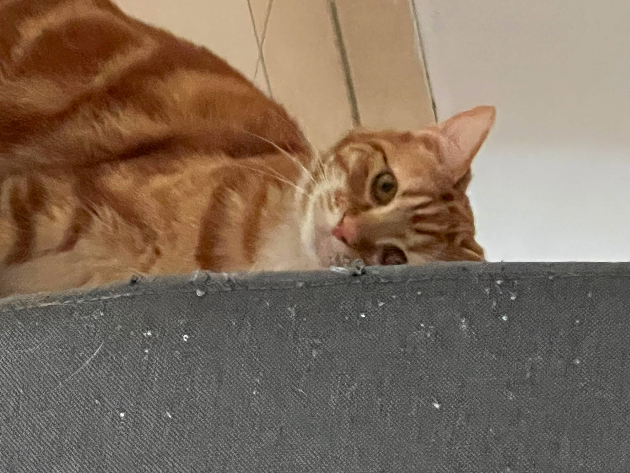 Mew participe au concours pour gagner de l'argent avec cette photo : brown, carnivore, cat, claw, comfort, domestic_short_haired_cat, fawn, felidae, flooring, fur, paw, pet_supply, small_to_medium_sized_cats, snout, tail, terrestrial_animal, whiskers, wildlife, window, wood