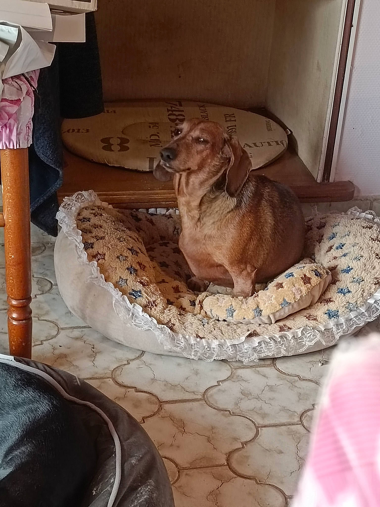 Nina participe au concours pour gagner de l'argent avec cette photo : art, brown, canidae, carnivore, comfort, companion_dog, dog, dog_bed, dog_breed, fawn, felidae, floor, flooring, hardwood, liver, pet_supply, sculpture, sporting_group, wood, working_animal