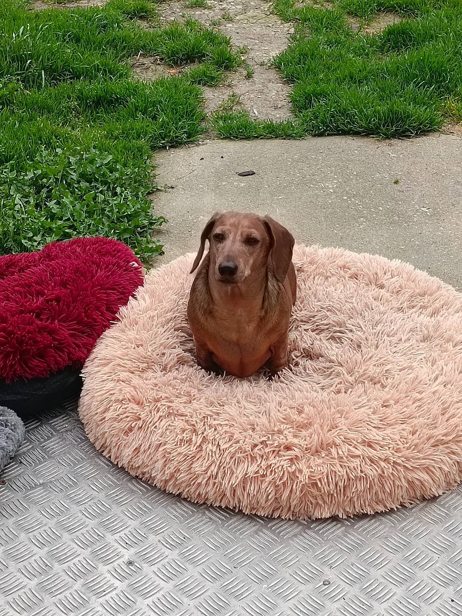 Nina a rejoint le concours — aidez-le/la à gagner de superbes lots ! annual_plant, canidae, carnivore, comfort, companion_dog, dog, dog_breed, fawn, flooring, fur, grass, groundcover, gun_dog, liver, pet_supply, plant, rectangle, sporting_group, terrestrial_animal, working_animal