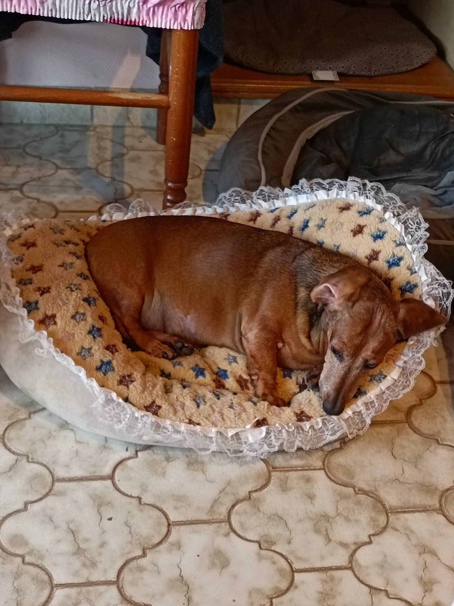 Nina a rejoint le concours — aidez-le/la à gagner de superbes lots ! bag, canidae, carnivore, comfort, companion_dog, dog, dog_bed, dog_breed, dog_supply, fawn, flagstone, flooring, hardwood, liver, nap, pet_supply, shorts, sporting_group, terrestrial_animal, working_animal