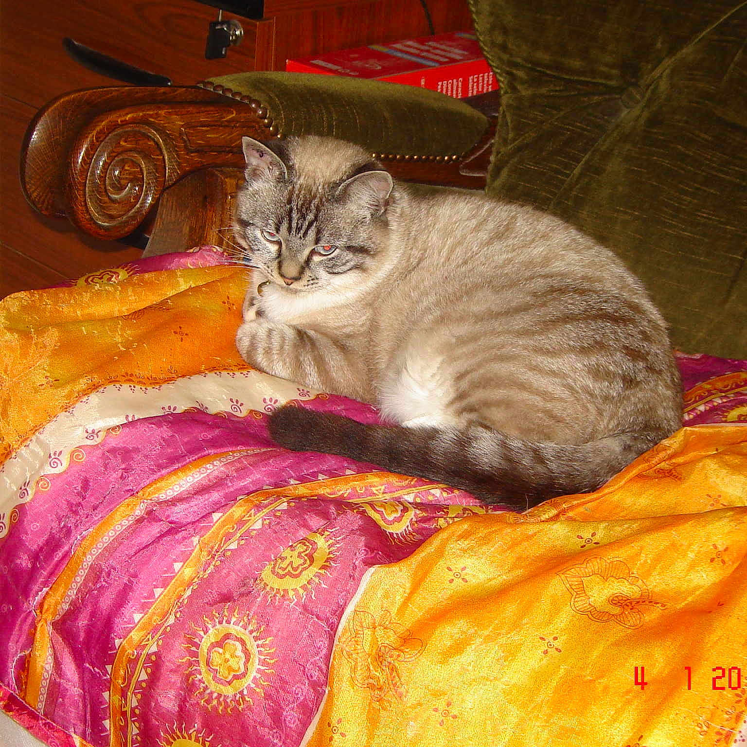Chacal