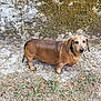 dog, dachshund, sausage_dog, brown_coat, short_legs, pet, outdoor, mossy_wall, wall, grass, dirt, leaves, collar, looking_at_camera, portrait, ground, cute, old_dog, snout, paws
