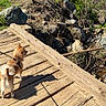 Bean joined the competition — help win amazing prizes! dog, leash, wooden_bridge, outdoor, nature, greenery, rocks, sunlight, shadow, grass, pet, animal, daytime, curious, small_dog, fur, tail, walking, scenic, adventure