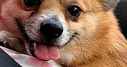 Bean is registered to the contest to win money with this photo: animal, brown_fur, canine, car_interior, close_up, companion, cute, dog, domestic_animal, fabric, fluffy, friendly, happy, indoors, pet, portrait, resting, seatbelt, smiling, tongue_out