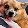 Bean is registered to the contest to win money with this photo: dog, close_up, tongue_out, happy, fluffy, seatbelt, car_interior, fabric, pet, animal, brown_fur, cute, portrait, resting, companion, domestic_animal, friendly, canine, smiling, indoors