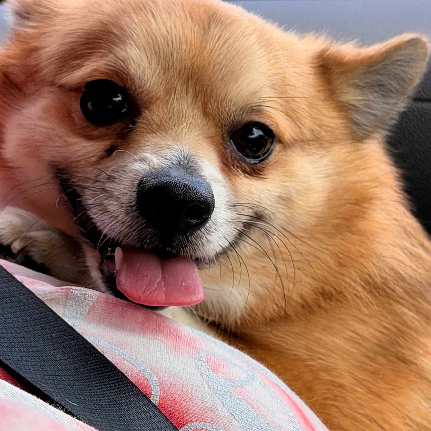 Bean is registered to the contest to win money with this photo: dog, close_up, tongue_out, happy, fluffy, seatbelt, car_interior, fabric, pet, animal, brown_fur, cute, portrait, resting, companion, domestic_animal, friendly, canine, smiling, indoors
