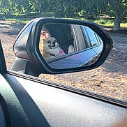 Bean joined the competition — help win amazing prizes! dog, side_mirror, car, reflection, person, phone, outdoor, trees, sunlight, vehicle, window, road, pet, animal, nature, shadow, glass, travel, companion, portrait