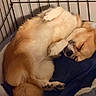 dog, sleeping, crate, blanket, cozy, fur, paw, pet, animal, rest, cute, indoor, relaxed, snug, canine, furred, pawpads, bed, comfort, peaceful