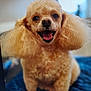 dog, poodle, curly_fur, fluffy, pet, animal, happy, smiling, sitting, indoor, cute, portrait, canine, fur, mouth_open, friendly, domestic_animal, closeup, companion, mammal