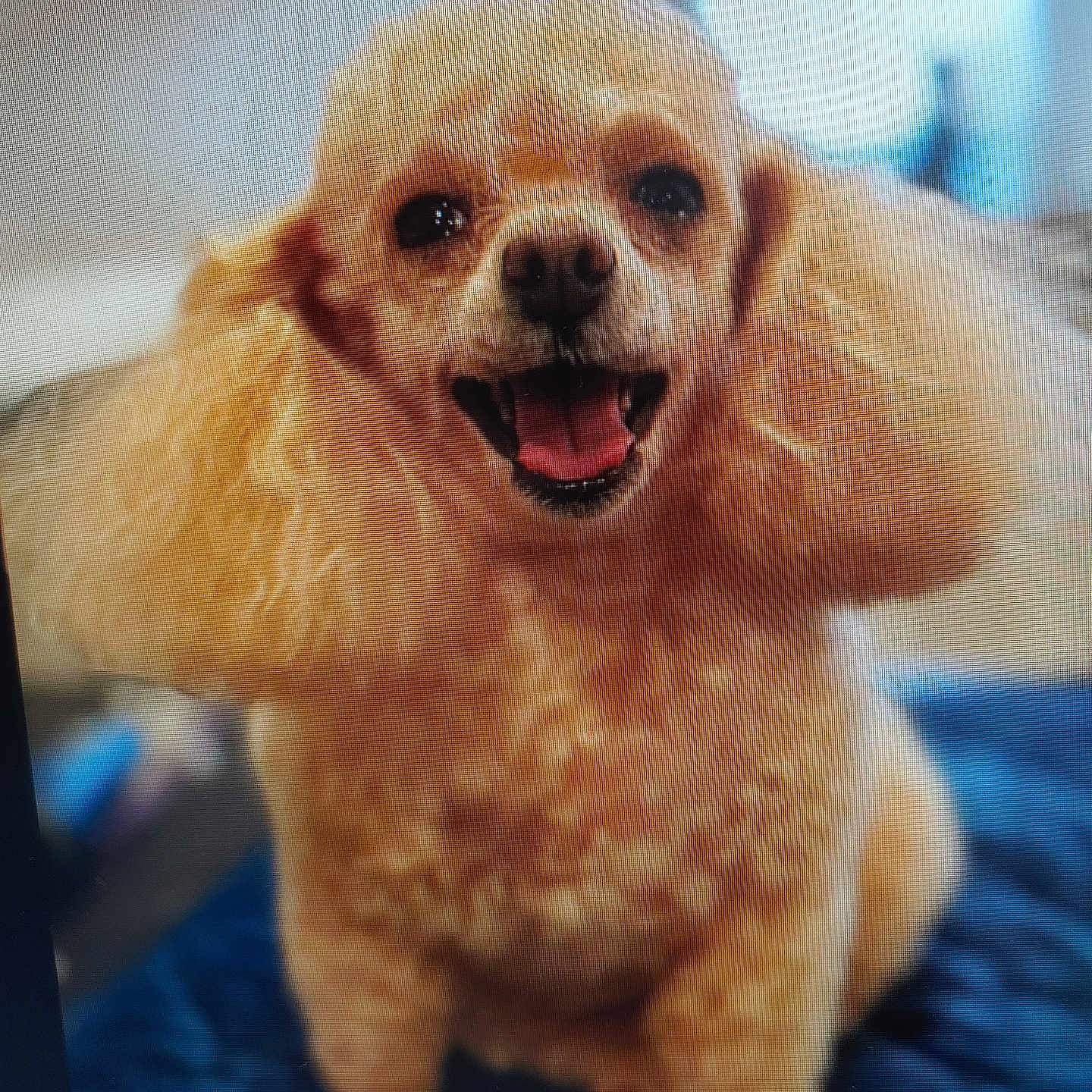 Lillie is registered to the contest to win money with this photo: animal, canine, closeup, companion, curly_fur, cute, dog, domestic_animal, fluffy, friendly, fur, happy, indoor, mammal, mouth_open, pet, poodle, portrait, sitting, smiling