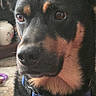 River is registered to the contest to win money with this photo: animal, black_and_tan, blue_collar, canine, close_up, collar, dog, ears, eyes, face, fur, furniture, home, indoors, nose, pet, portrait, serious_expression, shelves, sitting
