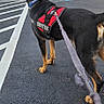 River joined the competition — help win amazing prizes! accessible_parking, animal, asphalt, black_and_tan, collar, crosswalk, daylight, dog, forest, harness, leash, outdoors, parking_lot, road, service_dog, standing, street, transportation, trees, working_dog